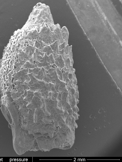 Acanthoxyla egg